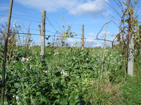 Sedlescombe Organic Vineyard