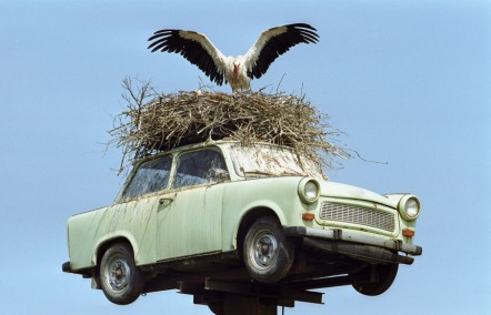 A bird nesting on top of a car to show long distance dating in the countryside