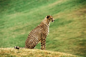 A cheetah on top of a hill to represent cheaters