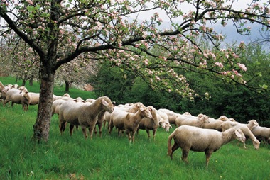 A flock of sheep under a tree
