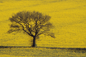 Tree in a field of yellow rape.