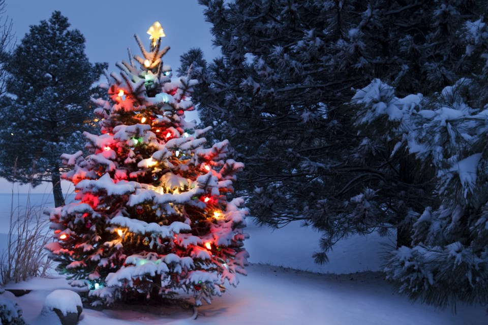 How Christmas trees can reveal more about a match’s roots