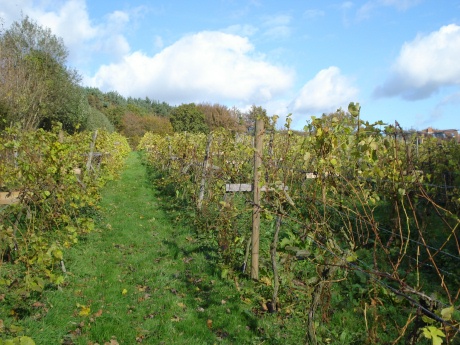 Sedlescombe Organic Vineyard