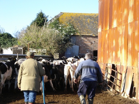 Dairy Farming in Dorset