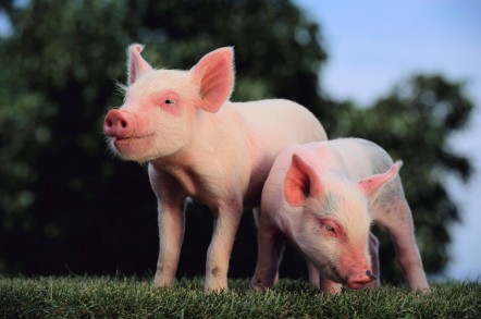 Picture of two pigs in a field with one turned away to represent acting like pigs