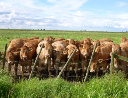 A herd of brown cows by a wire fence