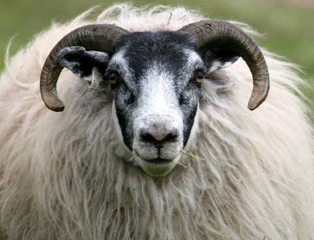 Close up of a sheep with horns - Credit HotBlack