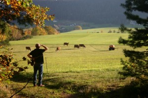 A farmer looking out at a field of cows
