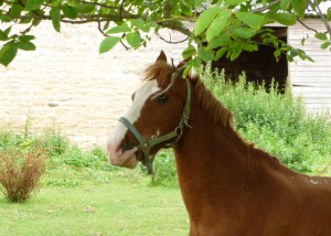 A brown horse in a field