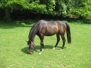 A dark brown horse grazing in a field