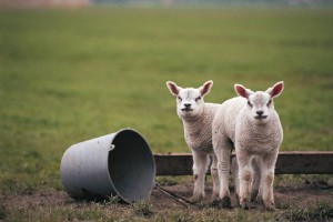 Two lambs standing in a field next to a bucket