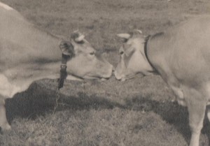 Black and white photo of two cows nose to nose in a field
