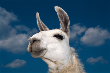 A llama's head against a blue sky