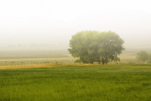 A tree on a grassy meadow in the mist