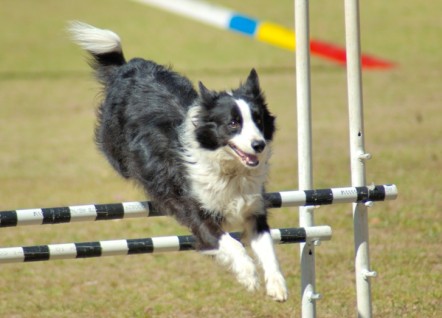 A border collie jumping over an agilities trial fence