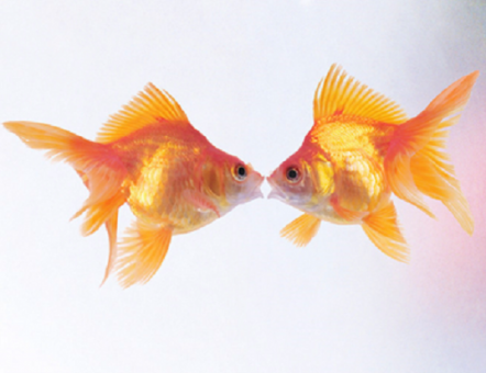 Two gold fish facing each other with their mouths open