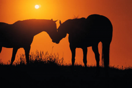 Two horses muzzle to muzzle in front of a sunset