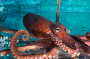 Octopus in blue tank