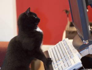 Black and white cat using a computer
