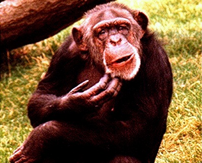 chimpanzee scratching chin