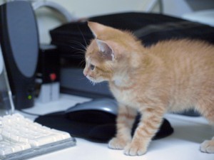 Kittten using a keyboard