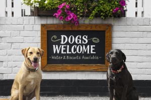Dog Buddy Sherlock and Purdey Dogs Welcome