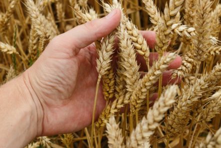 How to Separate the Wheat from the Chaff