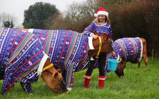 Cows in Christmas jumpers!