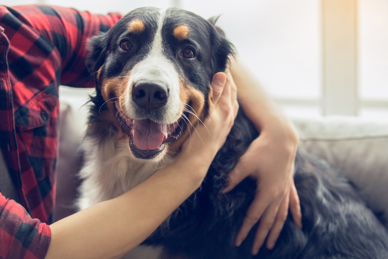 A dog’s love in lockdown can avoid us going barking mad