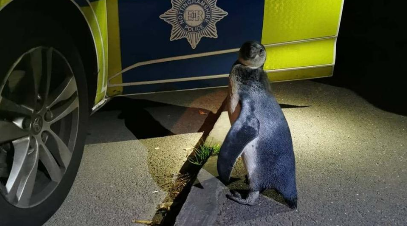 ppp pick up a penguin… in Nottinghamshire!