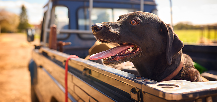 From dogs to diggers.